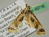  ( - BC ZSM Lep 45716)  @11 [ ] CreativeCommons - Attribution Non-Commercial Share-Alike (2011) Axel Hausmann/Bavarian State Collection of Zoology (ZSM) SNSB, Zoologische Staatssammlung Muenchen
