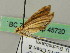  ( - BC ZSM Lep 45720)  @11 [ ] CreativeCommons - Attribution Non-Commercial Share-Alike (2011) Axel Hausmann/Bavarian State Collection of Zoology (ZSM) SNSB, Zoologische Staatssammlung Muenchen