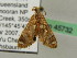  ( - BC ZSM Lep 45732)  @11 [ ] CreativeCommons - Attribution Non-Commercial Share-Alike (2011) Axel Hausmann/Bavarian State Collection of Zoology (ZSM) SNSB, Zoologische Staatssammlung Muenchen