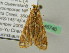  ( - BC ZSM Lep 45740)  @13 [ ] CreativeCommons - Attribution Non-Commercial Share-Alike (2011) Axel Hausmann/Bavarian State Collection of Zoology (ZSM) SNSB, Zoologische Staatssammlung Muenchen