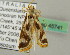  ( - BC ZSM Lep 45741)  @12 [ ] CreativeCommons - Attribution Non-Commercial Share-Alike (2011) Axel Hausmann/Bavarian State Collection of Zoology (ZSM) SNSB, Zoologische Staatssammlung Muenchen