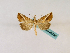  (Zekelita - BC ZSM Lep 48790)  @14 [ ] CreativeCommons - Attribution Non-Commercial Share-Alike (2011) Axel Hausmann/Bavarian State Collection of Zoology (ZSM) SNSB, Zoologische Staatssammlung Muenchen
