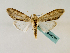  ( - BC ZSM Lep 48791)  @11 [ ] CreativeCommons - Attribution Non-Commercial Share-Alike (2011) Axel Hausmann/Bavarian State Collection of Zoology (ZSM) SNSB, Zoologische Staatssammlung Muenchen