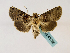  ( - BC ZSM Lep 48796)  @11 [ ] CreativeCommons - Attribution Non-Commercial Share-Alike (2011) Axel Hausmann/Bavarian State Collection of Zoology (ZSM) SNSB, Zoologische Staatssammlung Muenchen