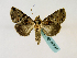  ( - BC ZSM Lep 48797)  @11 [ ] CreativeCommons - Attribution Non-Commercial Share-Alike (2011) Axel Hausmann/Bavarian State Collection of Zoology (ZSM) SNSB, Zoologische Staatssammlung Muenchen