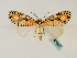  ( - BC ZSM Lep 48803)  @11 [ ] CreativeCommons - Attribution Non-Commercial Share-Alike (2011) Axel Hausmann/Bavarian State Collection of Zoology (ZSM) SNSB, Zoologische Staatssammlung Muenchen