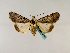  (Audea luteoforma - BC ZSM Lep 48847)  @14 [ ] CreativeCommons - Attribution Non-Commercial Share-Alike (2011) Axel Hausmann/Bavarian State Collection of Zoology (ZSM) SNSB, Zoologische Staatssammlung Muenchen