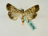  ( - BC ZSM Lep 48858)  @14 [ ] CreativeCommons - Attribution Non-Commercial Share-Alike (2011) Axel Hausmann/Bavarian State Collection of Zoology (ZSM) SNSB, Zoologische Staatssammlung Muenchen