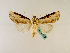  ( - BC ZSM Lep 48872)  @12 [ ] CreativeCommons - Attribution Non-Commercial Share-Alike (2011) Axel Hausmann/Bavarian State Collection of Zoology (ZSM) SNSB, Zoologische Staatssammlung Muenchen