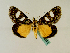  (Schausia coryndoni - BC ZSM Lep 48876)  @12 [ ] CreativeCommons - Attribution Non-Commercial Share-Alike (2011) Axel Hausmann/Bavarian State Collection of Zoology (ZSM) SNSB, Zoologische Staatssammlung Muenchen