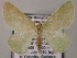  (Thetidia smaragdaria mongolica - BC ZSM Lep 51735)  @14 [ ] CreativeCommons - Attribution Non-Commercial Share-Alike (2011) Axel Hausmann/Bavarian State Collection of Zoology (ZSM) SNSB, Zoologische Staatssammlung Muenchen
