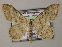 (Scopula cumulata - BC ZSM Lep 51748)  @14 [ ] CreativeCommons - Attribution Non-Commercial Share-Alike (2011) Axel Hausmann/Bavarian State Collection of Zoology (ZSM) SNSB, Zoologische Staatssammlung Muenchen