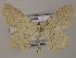  (Scopula umbelariaAH01Mg - BC ZSM Lep 51785)  @14 [ ] CreativeCommons - Attribution Non-Commercial Share-Alike (2011) Axel Hausmann/Bavarian State Collection of Zoology (ZSM) SNSB, Zoologische Staatssammlung Muenchen