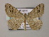  ( - BC ZSM Lep 51803)  @14 [ ] CreativeCommons - Attribution Non-Commercial Share-Alike (2011) Axel Hausmann/Bavarian State Collection of Zoology (ZSM) SNSB, Zoologische Staatssammlung Muenchen