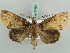  ( - BC ZSM Lep 52588)  @14 [ ] CreativeCommons - Attribution Non-Commercial Share-Alike (2011) Axel Hausmann/Bavarian State Collection of Zoology (ZSM) SNSB, Zoologische Staatssammlung Muenchen