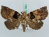  (Athyrma tuberosa - BC ZSM Lep 52604)  @14 [ ] CreativeCommons - Attribution Non-Commercial Share-Alike (2011) Axel Hausmann/Bavarian State Collection of Zoology (ZSM) SNSB, Zoologische Staatssammlung Muenchen