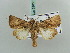  ( - BC ZSM Lep 52605)  @14 [ ] CreativeCommons - Attribution Non-Commercial Share-Alike (2011) Axel Hausmann/Bavarian State Collection of Zoology (ZSM) SNSB, Zoologische Staatssammlung Muenchen