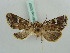  ( - BC ZSM Lep 52607)  @11 [ ] CreativeCommons - Attribution Non-Commercial Share-Alike (2011) Axel Hausmann/Bavarian State Collection of Zoology (ZSM) SNSB, Zoologische Staatssammlung Muenchen