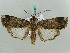  ( - BC ZSM Lep 52611)  @11 [ ] CreativeCommons - Attribution Non-Commercial Share-Alike (2011) Axel Hausmann/Bavarian State Collection of Zoology (ZSM) SNSB, Zoologische Staatssammlung Muenchen