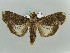  ( - BC ZSM Lep 52612)  @12 [ ] CreativeCommons - Attribution Non-Commercial Share-Alike (2011) Axel Hausmann/Bavarian State Collection of Zoology (ZSM) SNSB, Zoologische Staatssammlung Muenchen