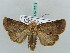  ( - BC ZSM Lep 52613)  @13 [ ] CreativeCommons - Attribution Non-Commercial Share-Alike (2011) Axel Hausmann/Bavarian State Collection of Zoology (ZSM) SNSB, Zoologische Staatssammlung Muenchen