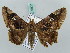  ( - BC ZSM Lep 52620)  @15 [ ] CreativeCommons - Attribution Non-Commercial Share-Alike (2011) Axel Hausmann/Bavarian State Collection of Zoology (ZSM) SNSB, Zoologische Staatssammlung Muenchen