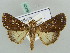  ( - BC ZSM Lep 52626)  @12 [ ] CreativeCommons - Attribution Non-Commercial Share-Alike (2011) Axel Hausmann/Bavarian State Collection of Zoology (ZSM) SNSB, Zoologische Staatssammlung Muenchen