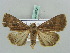  ( - BC ZSM Lep 52627)  @13 [ ] CreativeCommons - Attribution Non-Commercial Share-Alike (2011) Axel Hausmann/Bavarian State Collection of Zoology (ZSM) SNSB, Zoologische Staatssammlung Muenchen