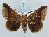  (Ophisma aeolia - BC ZSM Lep 52631)  @14 [ ] CreativeCommons - Attribution Non-Commercial Share-Alike (2011) Axel Hausmann/Bavarian State Collection of Zoology (ZSM) SNSB, Zoologische Staatssammlung Muenchen