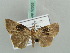  ( - BC ZSM Lep 52635)  @12 [ ] CreativeCommons - Attribution Non-Commercial Share-Alike (2011) Axel Hausmann/Bavarian State Collection of Zoology (ZSM) SNSB, Zoologische Staatssammlung Muenchen