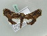  ( - BC ZSM Lep 52636)  @14 [ ] CreativeCommons - Attribution Non-Commercial Share-Alike (2011) Axel Hausmann/Bavarian State Collection of Zoology (ZSM) SNSB, Zoologische Staatssammlung Muenchen