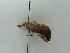  ( - BC ZSM Lep 52646)  @11 [ ] CreativeCommons - Attribution Non-Commercial Share-Alike (2011) Axel Hausmann/Bavarian State Collection of Zoology (ZSM) SNSB, Zoologische Staatssammlung Muenchen