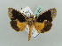  ( - BC ZSM Lep 52649)  @12 [ ] CreativeCommons - Attribution Non-Commercial Share-Alike (2011) Axel Hausmann/Bavarian State Collection of Zoology (ZSM) SNSB, Zoologische Staatssammlung Muenchen
