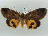  ( - BC ZSM Lep 52650)  @14 [ ] CreativeCommons - Attribution Non-Commercial Share-Alike (2011) Axel Hausmann/Bavarian State Collection of Zoology (ZSM) SNSB, Zoologische Staatssammlung Muenchen