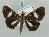  ( - BC ZSM Lep 52653)  @13 [ ] CreativeCommons - Attribution Non-Commercial Share-Alike (2011) Axel Hausmann/Bavarian State Collection of Zoology (ZSM) SNSB, Zoologische Staatssammlung Muenchen