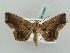  ( - BC ZSM Lep 52666)  @12 [ ] CreativeCommons - Attribution Non-Commercial Share-Alike (2011) Axel Hausmann/Bavarian State Collection of Zoology (ZSM) SNSB, Zoologische Staatssammlung Muenchen