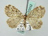  ( - BC ZSM Lep 53332)  @14 [ ] CreativeCommons - Attribution Non-Commercial Share-Alike (2011) Axel Hausmann/Bavarian State Collection of Zoology (ZSM) SNSB, Zoologische Staatssammlung Muenchen