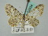  ( - BC ZSM Lep 53334)  @11 [ ] CreativeCommons - Attribution Non-Commercial Share-Alike (2011) Axel Hausmann/Bavarian State Collection of Zoology (ZSM) SNSB, Zoologische Staatssammlung Muenchen