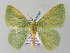  (Nemoria AH01Me - BC ZSM Lep 57628)  @14 [ ] CreativeCommons - Attribution Non-Commercial Share-Alike (2011) Axel Hausmann/Bavarian State Collection of Zoology (ZSM) SNSB, Zoologische Staatssammlung Muenchen