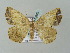  (Eusarca AH04Me - BC ZSM Lep 57629)  @12 [ ] CreativeCommons - Attribution Non-Commercial Share-Alike (2011) Axel Hausmann/Bavarian State Collection of Zoology (ZSM) SNSB, Zoologische Staatssammlung Muenchen