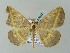  ( - BC ZSM Lep 57632)  @14 [ ] CreativeCommons - Attribution Non-Commercial Share-Alike (2011) Axel Hausmann/Bavarian State Collection of Zoology (ZSM) SNSB, Zoologische Staatssammlung Muenchen