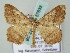  ( - BC ZSM Lep 57633)  @12 [ ] CreativeCommons - Attribution Non-Commercial Share-Alike (2011) Axel Hausmann/Bavarian State Collection of Zoology (ZSM) SNSB, Zoologische Staatssammlung Muenchen