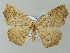  ( - BC ZSM Lep 57634)  @12 [ ] CreativeCommons - Attribution Non-Commercial Share-Alike (2011) Axel Hausmann/Bavarian State Collection of Zoology (ZSM) SNSB, Zoologische Staatssammlung Muenchen