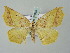  (Eusarca AH02Me - BC ZSM Lep 57635)  @13 [ ] CreativeCommons - Attribution Non-Commercial Share-Alike (2011) Axel Hausmann/Bavarian State Collection of Zoology (ZSM) SNSB, Zoologische Staatssammlung Muenchen