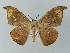  (Oxydia AH01Me - BC ZSM Lep 57637)  @11 [ ] CreativeCommons - Attribution Non-Commercial Share-Alike (2011) Axel Hausmann/Bavarian State Collection of Zoology (ZSM) SNSB, Zoologische Staatssammlung Muenchen