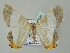  ( - BC ZSM Lep 57648)  @14 [ ] CreativeCommons - Attribution Non-Commercial Share-Alike (2011) Axel Hausmann/Bavarian State Collection of Zoology (ZSM) SNSB, Zoologische Staatssammlung Muenchen