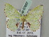  ( - BC ZSM Lep 57657)  @13 [ ] CreativeCommons - Attribution Non-Commercial Share-Alike (2011) Axel Hausmann/Bavarian State Collection of Zoology (ZSM) SNSB, Zoologische Staatssammlung Muenchen