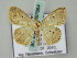  (Scopula AH01Me - BC ZSM Lep 57664)  @11 [ ] CreativeCommons - Attribution Non-Commercial Share-Alike (2011) Axel Hausmann/Bavarian State Collection of Zoology (ZSM) SNSB, Zoologische Staatssammlung Muenchen