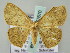  (Semaeopus AH01Me - BC ZSM Lep 57670)  @12 [ ] CreativeCommons - Attribution Non-Commercial Share-Alike (2011) Axel Hausmann/Bavarian State Collection of Zoology (ZSM) SNSB, Zoologische Staatssammlung Muenchen