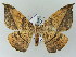  (Oxydia AH18Me - BC ZSM Lep 57680)  @13 [ ] CreativeCommons - Attribution Non-Commercial Share-Alike (2011) Axel Hausmann/Bavarian State Collection of Zoology (ZSM) SNSB, Zoologische Staatssammlung Muenchen